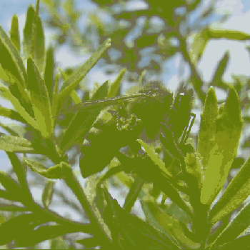 La propolis, un allié en cas d'obésité ?