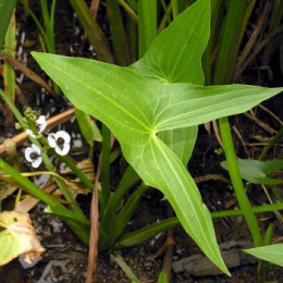 La théorie des signatures