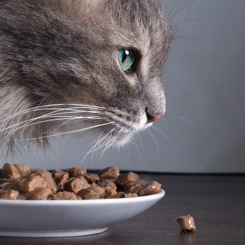 Les aliments bio pour chats et chiens, ça existe !