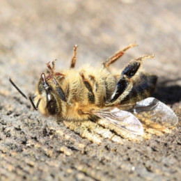 LES MOTS DE LA BIO : Les néonicotinoïdes