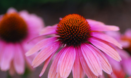 Echinacea.jpg