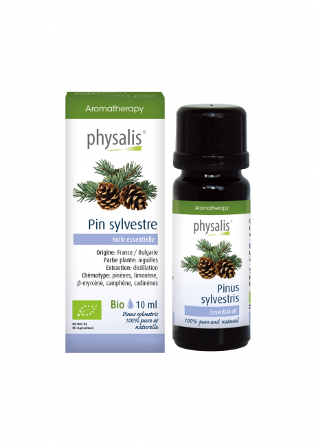 Pin sylvestre