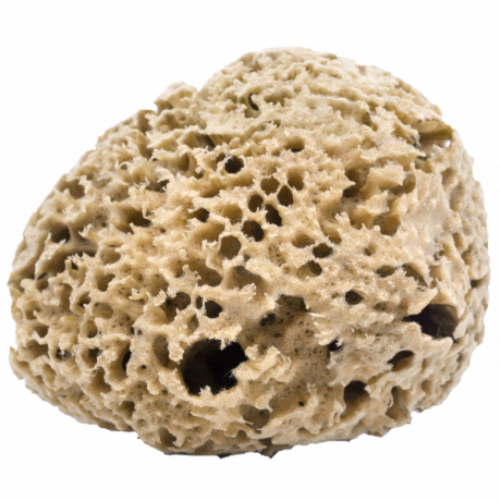 Éponge de Mer Naturelle