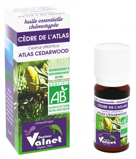 Cèdre de l'atlas